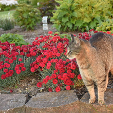 Load image into Gallery viewer, Dianthus 'Fruit Punch® Maraschino'