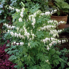Load image into Gallery viewer, Dicentra 'Alba'