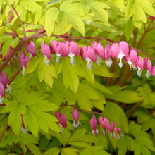 Load image into Gallery viewer, Dicentra 'Gold Heart'