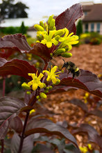 Load image into Gallery viewer, Diervilla 'Firefly'