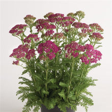 Load image into Gallery viewer, Achillea &#39;Milly Rock Rose&#39;
