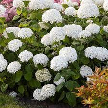 Load image into Gallery viewer, Hydrangea 'Incrediball'™