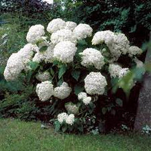 Load image into Gallery viewer, Hydrangea 'Incrediball'™