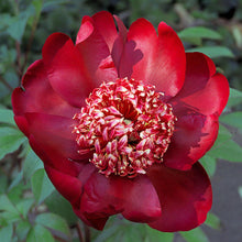 Load image into Gallery viewer, Peony 'Nippon Beauty'