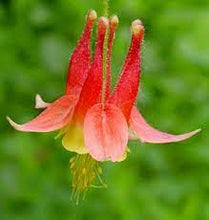 Load image into Gallery viewer, Aquilegia 'Little Lanterns'