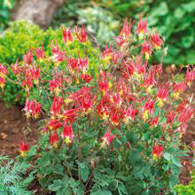 Load image into Gallery viewer, Aquilegia 'Little Lanterns'