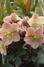 Load image into Gallery viewer, Helleborus 'Cinnamon Snow'