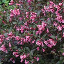 Load image into Gallery viewer, Weigela 'Very Fine Wine'