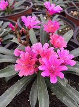 Load image into Gallery viewer, Lewisia &#39;Little Raspberry&#39;

