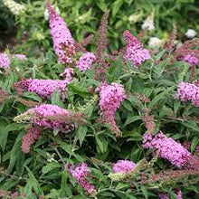 Load image into Gallery viewer, Buddleia 'Pugster Pinker'