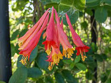 Load image into Gallery viewer, Lonicera sempervirens
