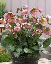 Load image into Gallery viewer, Helleborus 'Dorothy's Dawn'