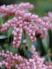Load image into Gallery viewer, Pieris 'Katsura'