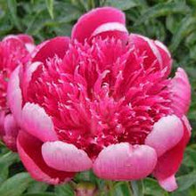 Load image into Gallery viewer, Peony 'Ada Niva'