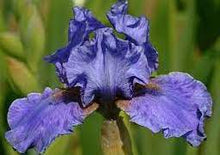 Load image into Gallery viewer, German Iris 'Aqua Taj'
