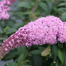 Load image into Gallery viewer, Buddleia 'Pugster Pinker'