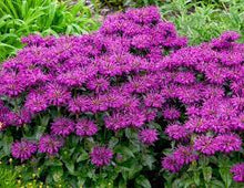 Load image into Gallery viewer, Monarda 'Grape Gumball'