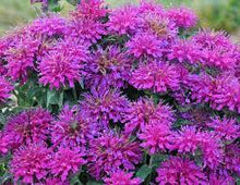 Load image into Gallery viewer, Monarda 'Grape Gumball'