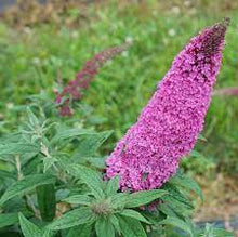 Load image into Gallery viewer, Buddleia 'Pugster Pinker'