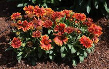 Load image into Gallery viewer, Gaillardia 'SpinTop™ Yellow Touch'