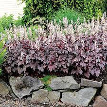 Load image into Gallery viewer, Heucherella 'Plum Cascade'