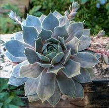 Load image into Gallery viewer, Sempervivum 'Pacific Blue Ice'