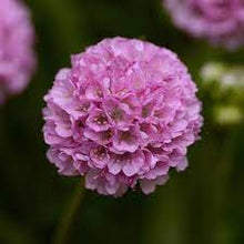 Load image into Gallery viewer, Armeria Dreameria® 'Sweet Dreams'