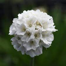 Load image into Gallery viewer, Armeria Dreameria® 'Dream Cloud'