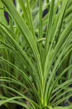 Load image into Gallery viewer, Dracena Spike - Green
