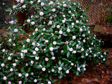 Load image into Gallery viewer, Camellia 'Winter's Snowman'