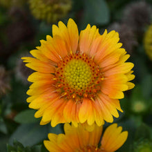 Load image into Gallery viewer, Gaillardia 'Arizona Apricot'