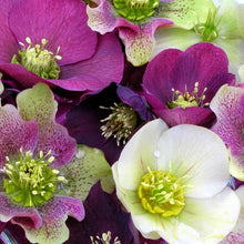 Load image into Gallery viewer, Helleborus Royal Heritage® Strain
