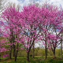 Load image into Gallery viewer, Eastern Redbud
