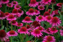 Load image into Gallery viewer, Echinacea 'Delicious Candy'