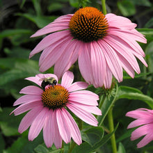 Load image into Gallery viewer, Echinacea 'Magnus'