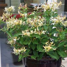Load image into Gallery viewer, Lonicera 'Honey Baby®'
