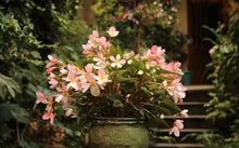 Load image into Gallery viewer, Begonia 'Waterfalls Angel Soft Pink'