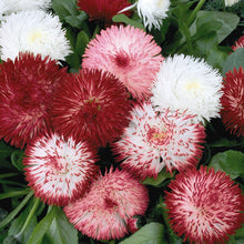 Load image into Gallery viewer, Bellis 'Habanera Mix'