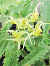 Load image into Gallery viewer, Epimedium 'Spine Tingler'