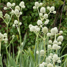 Load image into Gallery viewer, Eryngium yuccifolium