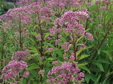 Load image into Gallery viewer, Eupatorium 'Phantom' (Joe Pye Weed)