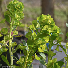Load image into Gallery viewer, Euphorbia 'Robbiae'