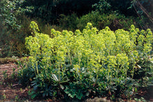 Load image into Gallery viewer, Euphorbia 'Robbiae'