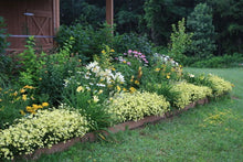 Load image into Gallery viewer, Coreopsis 'Moonbeam'