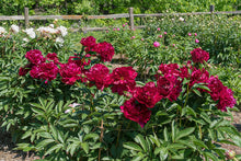 Load image into Gallery viewer, Peony 'Adolphe Rousseau'