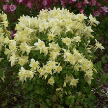 Load image into Gallery viewer, Aquilegia KIRIGAMI™ Yellow