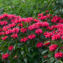 Load image into Gallery viewer, Monarda 'Cherry Pops'