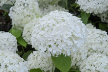 Load image into Gallery viewer, Hydrangea 'Annabelle'