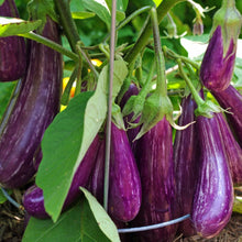 Load image into Gallery viewer, Eggplant Fairy Tale