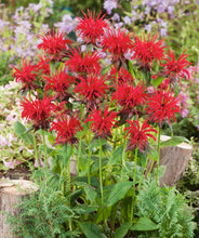 Load image into Gallery viewer, Monarda 'Jacob Cline'